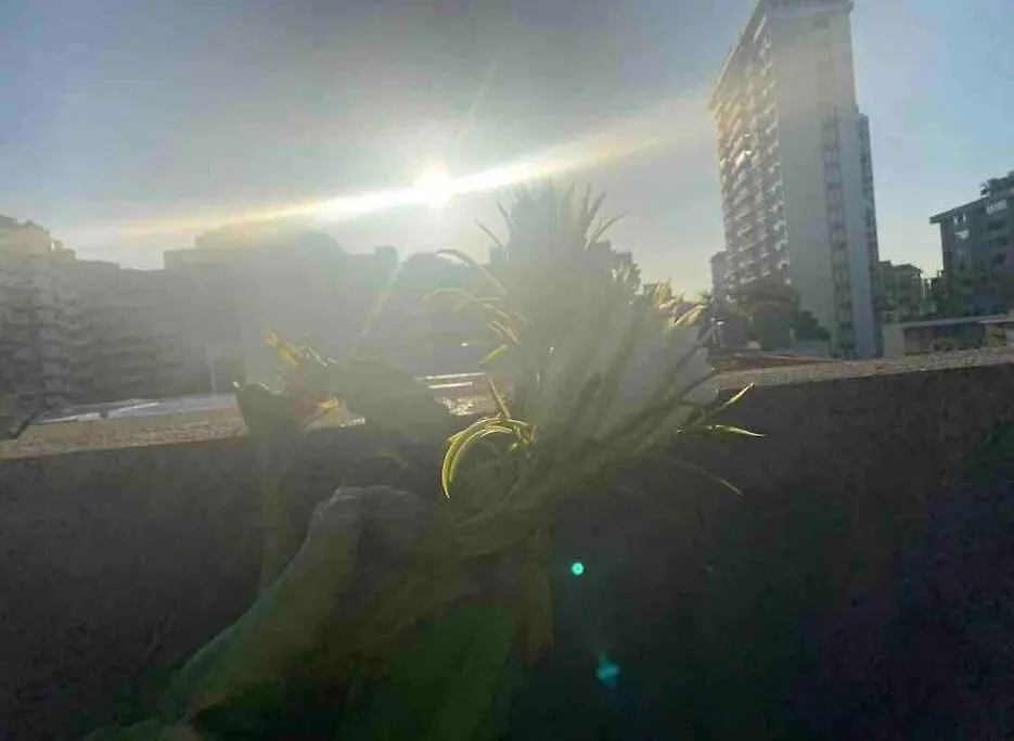 公寓 Fresh Tropical Colonial Style Walk-Up- Rooftop Terrace- Beach View 圣胡安