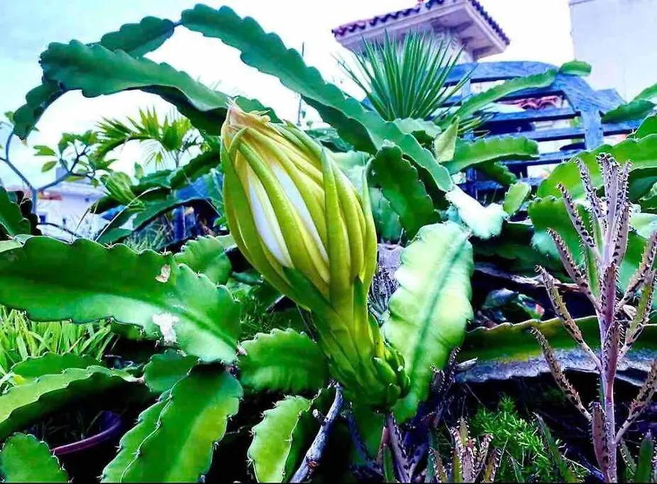Fresh Tropical Colonial Style Walk-Up- Rooftop Terrace- Beach View San Juan Puerto Rico